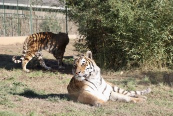Hayvanat bahçesinde 23 türde 93 yavru doğdu