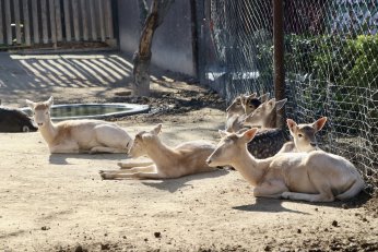 Hayvanat bahçesinde 23 türde 93 yavru doğdu