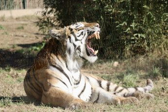 Hayvanat bahçesinde 23 türde 93 yavru doğdu