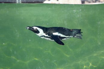 Hayvanat bahçesinde 23 türde 93 yavru doğdu