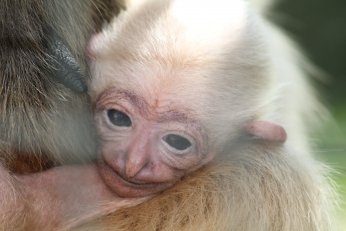 Hayvanat bahçesinde 23 türde 93 yavru doğdu