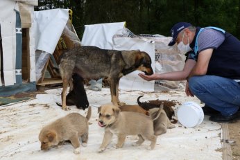 Bu yıl 4 bin 700 sokak  hayvanı sahiplendirildi