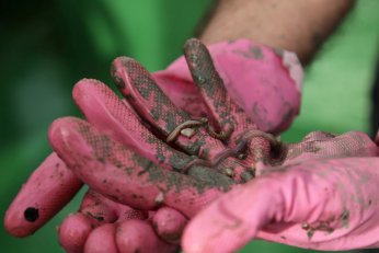 İzmit Körfezi’nde biyo çeşitliliğin tespiti