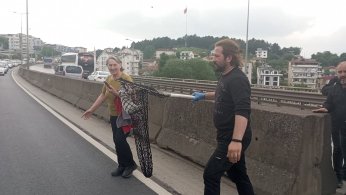Gölcük’te bariyerlere sıkışan kedi için trafiği durdurdular