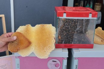 Halıdere’de bal hasadı şenliği