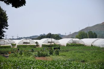 Seralar, 2 bin kişiye ekmek kapısı oluyor