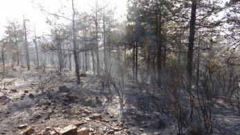 Otluk alandan ormana sıçrayan yangın söndürüldü