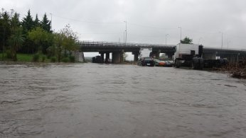Şiddetli rüzgar ağacı kökünden söktü