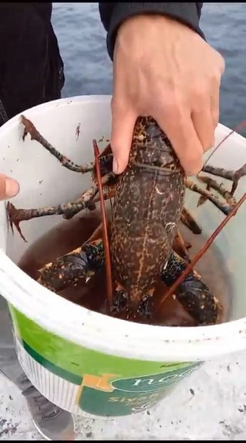 Değirmendere’de oltaya 3 kiloluk ıstakoz takıldı