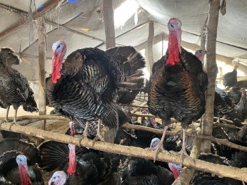 Hindinin kilosu 350 liradan alıcı buluyor