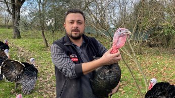 Hindinin kilosu 350 liradan alıcı buluyor