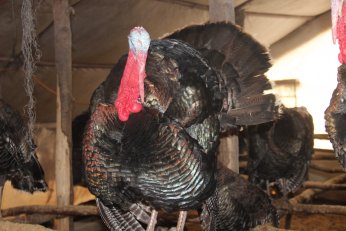 Hindinin kilosu 350 liradan alıcı buluyor