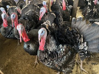 Hindinin kilosu 350 liradan alıcı buluyor