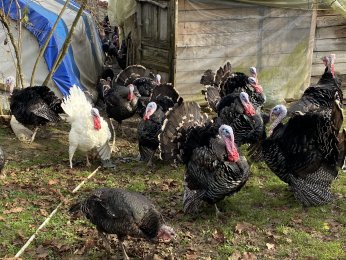 Hindinin kilosu 350 liradan alıcı buluyor