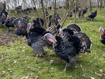 Hindinin kilosu 350 liradan alıcı buluyor