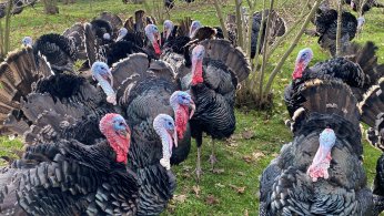 Hindinin kilosu 350 liradan alıcı buluyor