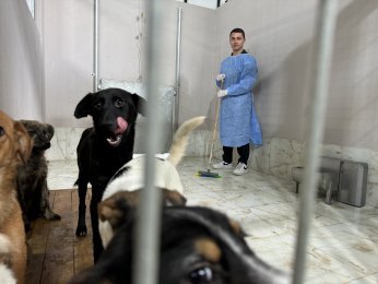 Gönüllü üniversiteliler, can dostlar ile buluştu