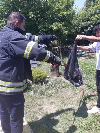 Kuaförde yılan paniği