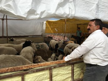 Kocaeli’de kurbanlık  hayvanların yarısı satıldı