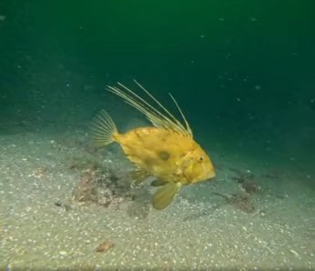 ‘Körfez yeniden hayat buluyor’