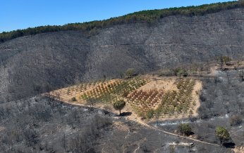 Yangından zarar gören alanlar havadan görüntülendi