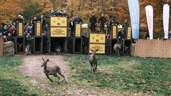 Kızıl geyikler doğayla buluştu