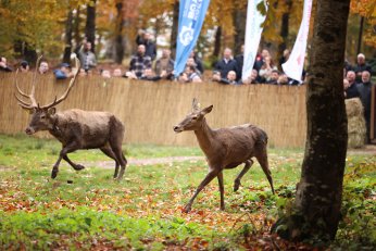 Kızıl geyikler doğayla buluştu