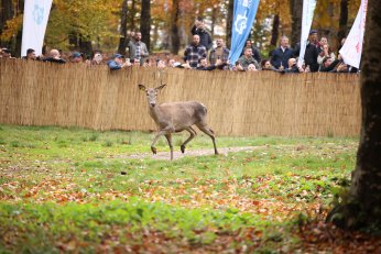 Kızıl geyikler doğayla buluştu