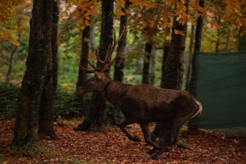 Kızıl geyikler doğayla buluştu