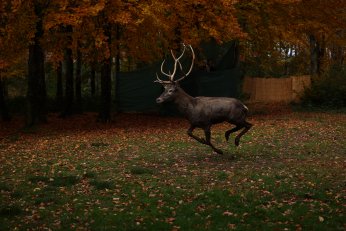 Kızıl geyikler doğayla buluştu