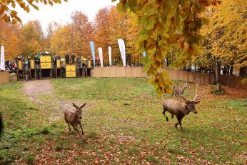 Kızıl geyikler doğayla buluştu