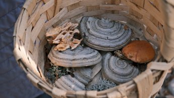 Mantarların gizemli dünyası keşfedildi