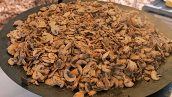 Mantarların gizemli dünyası keşfedildi