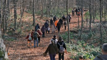 Mantarların gizemli dünyası keşfedildi