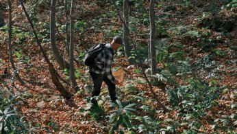 Mantarların gizemli dünyası keşfedildi