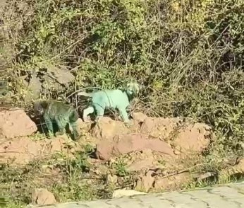 Boyalı köpekler merak uyandırdı