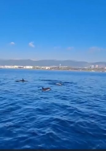 ‘Körfez yeniden hayat buldu’