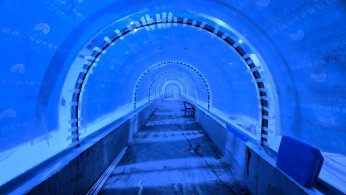 Kocaeli Akvaryumu kente değer katacak