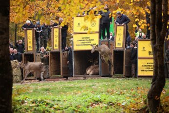 Ormanya 5 milyona yakın kişiyi ağırladı