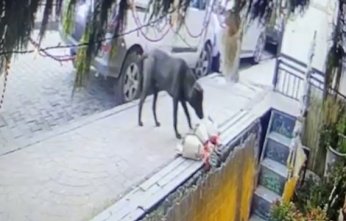 Kokina hırsızı köpek kameraya yakalandı