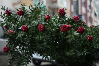 Kokina hırsızı köpek kameraya yakalandı