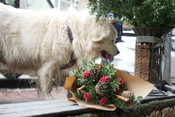 Kokina hırsızı köpek kameraya yakalandı