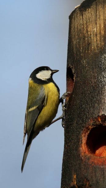 Dünya Kuş Günü’nde anlamlı etkinlik