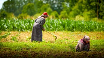 Birlik ve kooperatiflere yüzde 75 hibeli destek