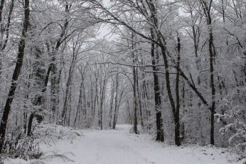 Karla kaplı Ormanya’da kartpostallık görüntüler