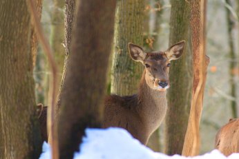 Karla kaplı Ormanya’da kartpostallık görüntüler