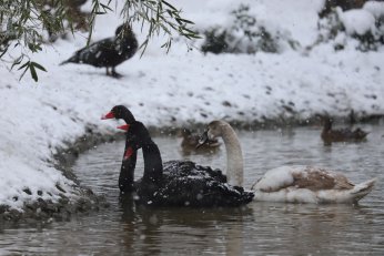 Karla kaplı Ormanya’da kartpostallık görüntüler