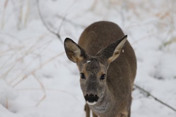 Karla kaplı Ormanya’da kartpostallık görüntüler