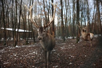 Karla kaplı Ormanya’da kartpostallık görüntüler