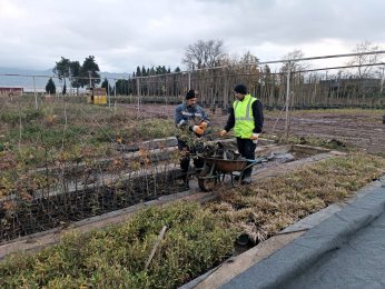 Fidanlıkta binlerce  bitki yetiştiriliyor   